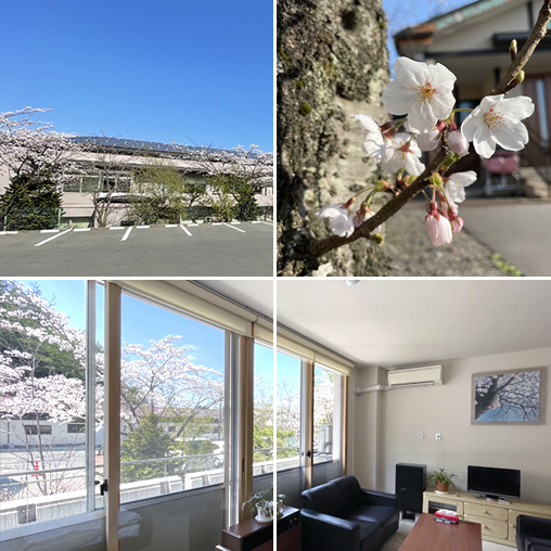 髙木医院の桜