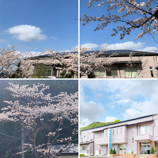 髙木医院の桜